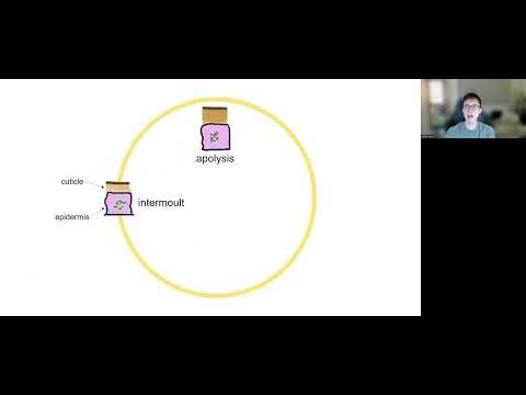 BIOL3238 Module 2 overview and ecdysis cycle revision
