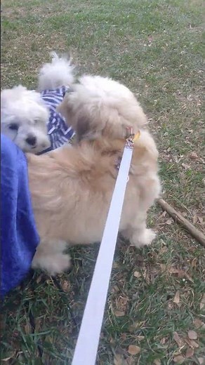 poodle playing with a Lhasa Apso.#dog #poodle #lhasaapso #puppy #miniaturepoodle #minipuppy #puppies