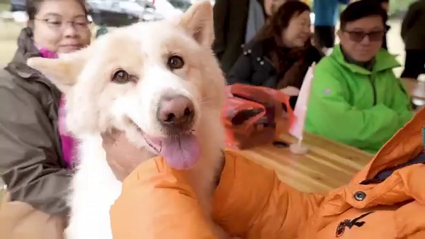 【Shell V-Power Camping — 精彩片段重溫: Fuel So Great🏕️】 一次又食又玩，暢快淋漓嘅Shell V-Power Camping體驗已經喺上個月尾圓滿結束！再次多謝各位支持，今次活動先可成功舉行💓 由Shell帶領大家先喺機場貨運油電站入滿Shell V-Power Racing，再立刻享受Sunday Drive，試一試新配方威力🚘一轉到沙頭角紅花嶺營地，一嘗野炊叫化雞🍗、扎染工作坊❇️。 Shell V-Power亦係BMW M系列唯一使用、信賴並推薦嘅燃油👍🏻，我地有幸邀請到BMW M系列一班車主🚗🚗🚗 BMW Hong Kong ，一同參與今次Camping體驗，享受全新升級配方 Shell V-Power Racing🏎️ 希望各位車主都以最佳駕駛體驗，開啟周日豐富開心嘅旅程！想知大人細路有幾開心，大家快啲去片回味下啦💯 Shell會繼續為大家帶來更多活動，預埋你下次見👋！ 提提您📢今日最後機會於Shell App以88 GO 積分兌換港幣$6.8/L Shell V-Power Racing折扣券一張^，仲可與