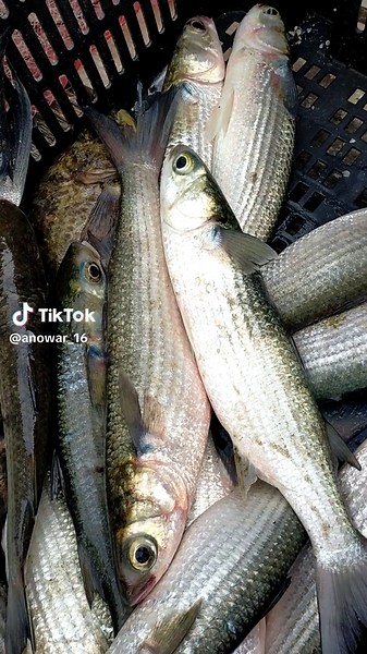Exploring Flatfish Varieties and Market Collection