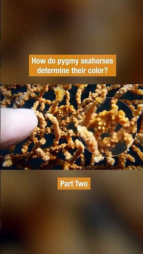 How the Pygmy Seahorse Got Its Color | #DeepLook #Shorts