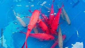 live bait fish caught for giant trevally or ulua fishing in hawaii, captured in slow motion