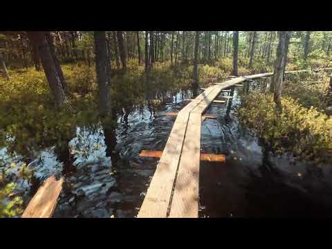 Swamp trail walk in Estonia.