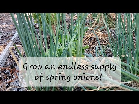 How to grow an endless supply of perennial green onions!