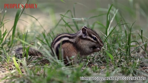 15K views · 127 reactions | These #chipmunks look so adorable nibbling on their favorite goodies in Shenyang, northeast China's Liaoning Province. #CutenessOverload | People's Daily, China | Facebook