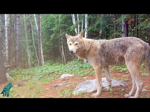 Rare Colored Wolf Caught on Camera