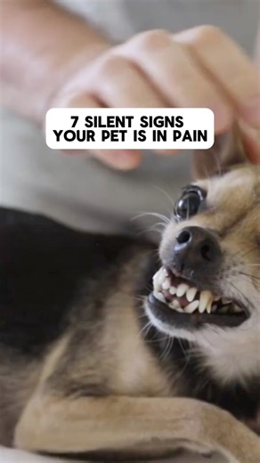7 Silent Signs Your Pet Is Secretly in Pain 🐕🐈 We discuss seven subtle signs that your pet might be experiencing pain, covering behavioral, physical, and emotional changes that pet owners should watch for and take seriously. #PetHealth #VetTips #DogCare #CatCare #AnimalWellness #PetPainSigns | Rare Viral Facts