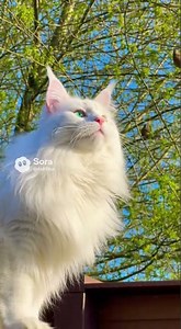 Maine Coon Cat 🐈 Chittering At Birds 🐦 #sora #mainecoon #mainecooncat