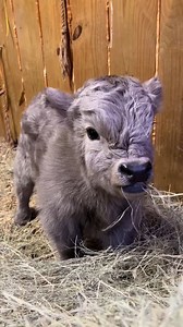 16K views · 1.3K reactions | #cute #cutebaby #baby #toddler #farmer #farming #adorable #littlehelper #cow #cows #fyp #viral #usa #newyork #cowusa #livestockshow #stockshowlife #granddrive #marketsteer #showsteer #steershow #showcattle | Cow lover | Facebook
