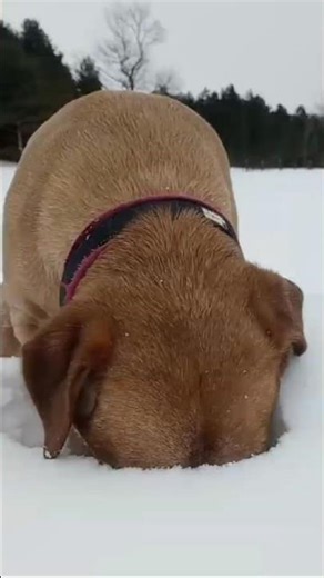Why Do Labradors Do This in the Snow? ❄️🐾 #shorts