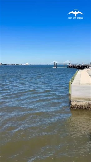 A super rare duck visiting Charleston! A Harlequin Duck has been resting and foraging near Melton Demetre Park on James Island. This amazing duck is typically found much further north and breeds in Greenland, Canada, Alaska and parts of the Northwest US near fast flowing rivers and streams. I witnessed these ducks showing off their unparalleled aquatic skills in the Yellowstone River, diving & swimming through incredible fast moving rapids. Thank you to Jennifer Koches for finding and recognizin