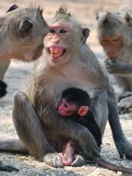 Cute Tiny Baby Monkey Hug Mom Getting Milk