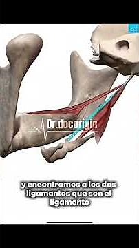 El Ramillete de Riolano: Anatomía, Músculos y Ligamentos
