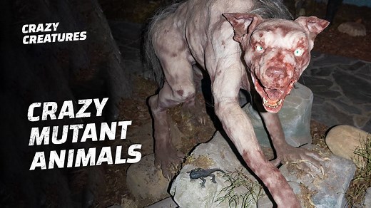 Mutant Animals That Look Too Strange to Be Real