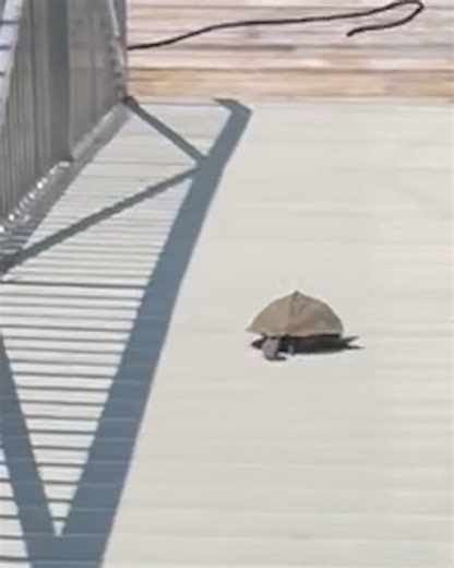 Ever seen a turtle go full speed? 🐢💨 | LADbible