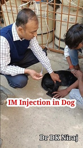 Intramuscular Injection in Dog #drdkniraj