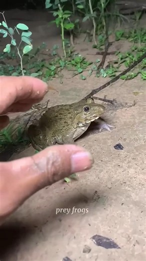 Catch big frogs funny | Try don't laugh | wepwep catching frogs make you laugh #shortsviral