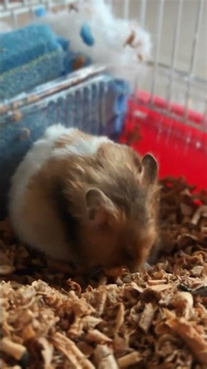 Hamster#Cookie#Pookie#KhujliUtsav#ThodaSukoonDedo#ProfessionalScratcher#