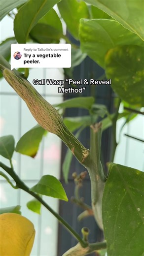 Replying to @Talkville Great Hack for Gall Wasp! If you have these large lumps on your citrus tree you may have gall wasp too! This is one way to treat it. #gardening #gallwasp #gardeningtips