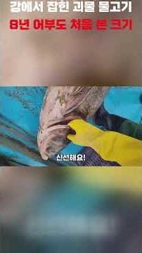 A monster fish caught in the river, a size even an 8-year fisherman has never seen before