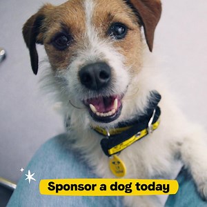 6.1K views · 15 reactions | For as little as £1 a week ❤️ help dogs feel loved, safe and cherished this festive season. | Dogs Trust | Facebook