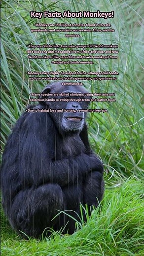 Key Facts About Monkeys!