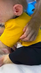 26K views · 495 reactions | Monkey Mit wore exquisite clothing, Monkey Kaka was taken aback. #Monkeylife #babymonkey #Reels #Facebookreels | Family Animal | Facebook