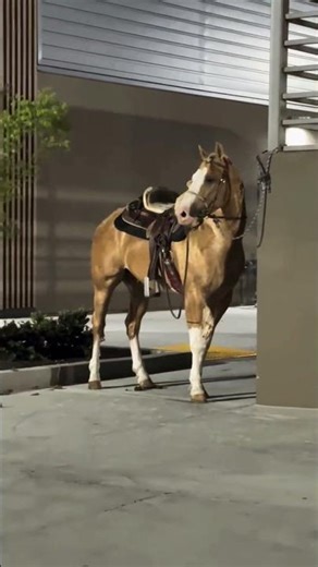 que ase un caballo en McDonald's ?solo en tx se ven