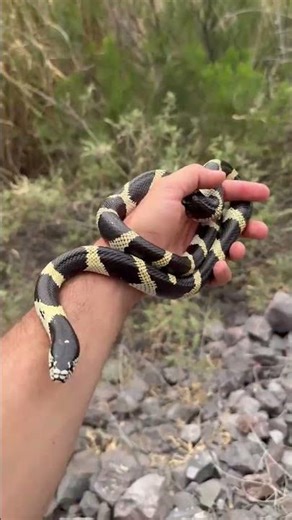 California Kingsnake!