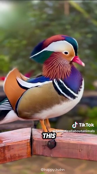 Top 5 Most Beautiful Birds in the World