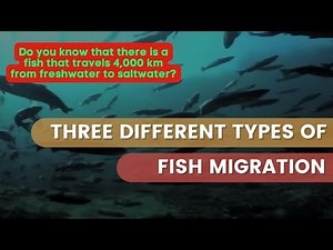 Three Different Types of Fish Migration
