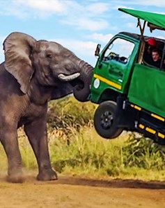 20 Unexpected Animal Attacks on Humans Caught on Camera 🐘vs👸 | Touch Nature