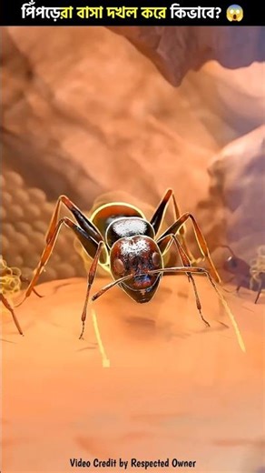 How do ants 🐜 take over someone else's nest? 😱 Ants take over the Nest 3D Animation #shorts #stor...