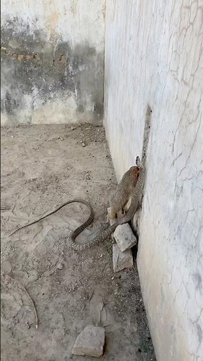 Black Mamba vs Mongoose | Rare Wildlife Survival Moment