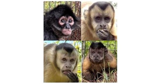 Federal Rescue Operation Brings Eight Trafficked Monkeys to Sanctuary Care