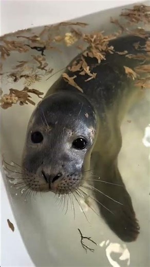 Seals 🥹🦭🌊🩵#sealrescuer #sealrehabilitation #sealrehab #sealconservation #greyseal #harbourseal.