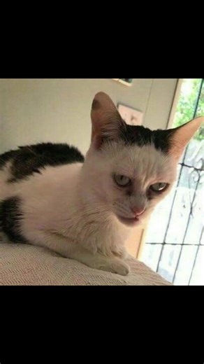 Dank Cat Memes Featuring Mr. Super Evil Guy