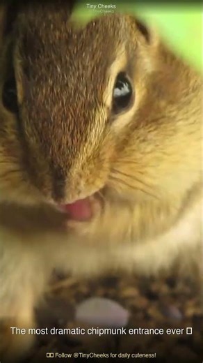 The most dramatic chipmunk entrance ever 🎬