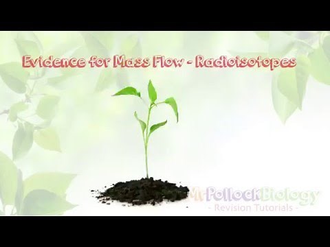 Translocation in the Phloem (New AQA AS/A Level)