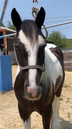 Elizabeth Green on Reels