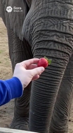 Vidéos de Zayzo (@rayan_92) avec son original - Zayzo