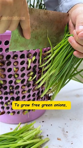To grow free green onions, fill a trash bin with scallion bases and soil. 🌸Share it with your friends and follow me to never miss another tip! #gardenizi #gardeningtips #gardening #garden | Gardenizi
