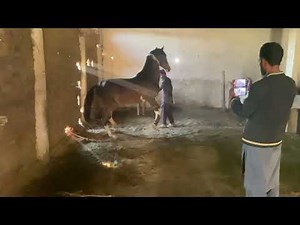 Inside a Horse Breeding Farm | Full Process