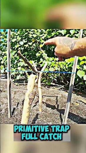 How to Build a Primitive Fish Trap (Step by Step)