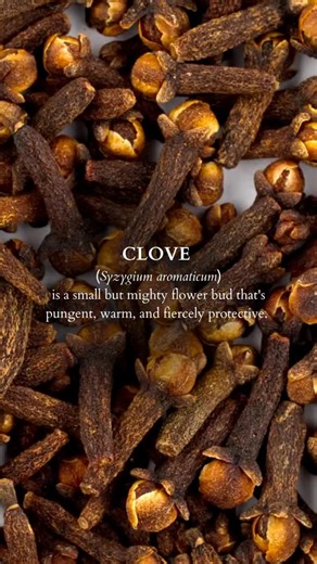 ANIMA MUNDI HERBALS on Instagram: "🪱🌴 Not all parasites live in the tropics. As you finalize your holiday travel plans, 🌍✈️ new foods, climates, and microbes await you upon arrival. While we’re focused on gifts and gatherings, our gut quietly does the hard work of adapting to it all. Give thanks! Most people think parasites are a “developing world” problem, but guess what? Invaders don’t have zip codes. 🦠 Yes, even in the U.S., certain microbes and parasites thrive in our soil, water, produc