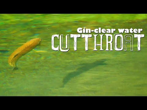 Cutthroat Trout in Gin-Clear Water. Fly Fishing Cutthroat Trout in Southern Alberta, Canada