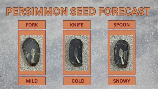 2024-25 Persimmon Seed Forecast for the Ozarks