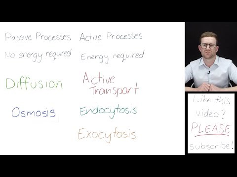 Passive vs Active Movement In and Out of Cells