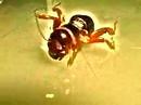 The Sad Death of a Potato Bug