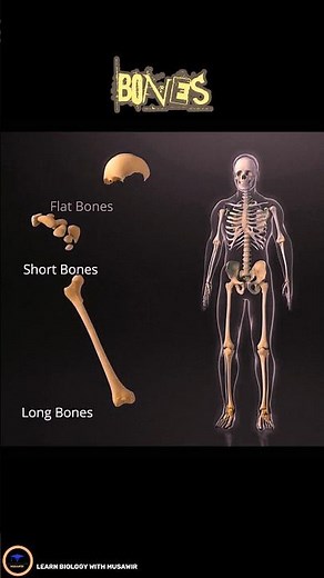 Bones In Human Body - Bones Classification by shapes - (part 1)